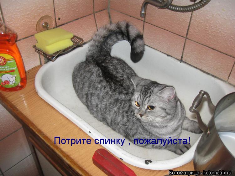Котоматрица: Потрите спинку , пожалуйста!