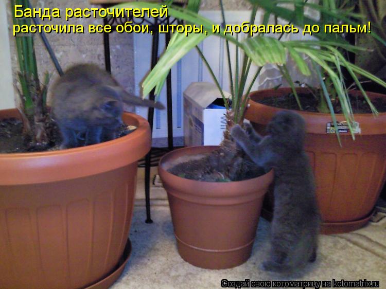 Банда расточителей расточила все обои, шторы, и добралась до пальм!... Котоматрица: Банда расточителей расточила все обои, шторы, и добралась до пальм!