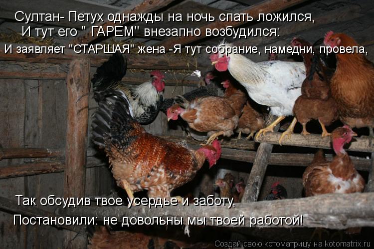 Котоматрица: Султан- Петух однажды на ночь спать ложился, И тут его " ГАРЕМ" внезапно возбудился: И заявляет "СТАРШАЯ" жена -Я тут собрание, намедни, провел