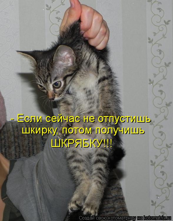 - Если сейчас не отпустишь шкирку, потом получишь ШКРЯБКУ!!!... Котоматрица: - Если сейчас не отпустишь шкирку, потом получишь ШКРЯБКУ!!!