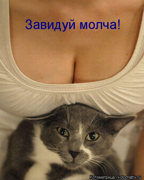 Завидуй молча!... Котоматрица: Завидуй молча!