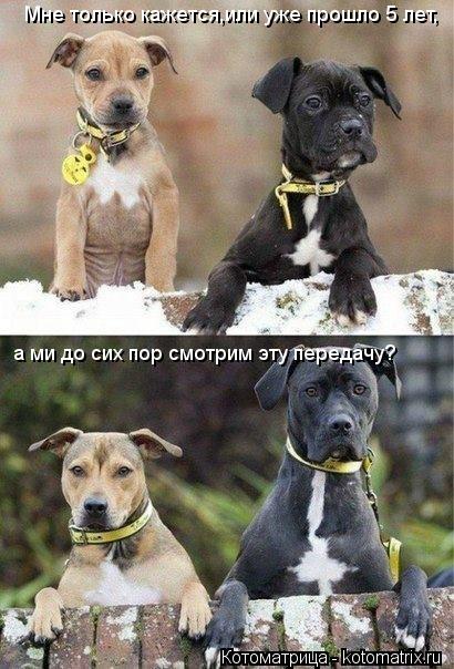 Котоматрица: Мне только кажется,или уже прошло 5 лет, а ми до сих пор смотрим эту передачу?