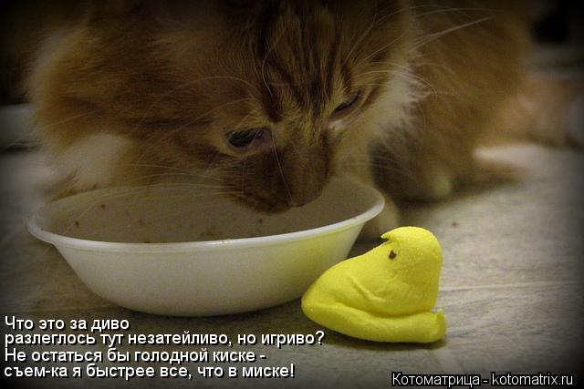 Что это за диво разлеглось тут незатейливо, но игриво? Не остаться бы голодной киске - съем-ка я быст... Котоматрица: Что это за диво разлеглось тут незатейливо, но игриво? Не остаться бы голодной киске - съем-ка я быстрее все, что в миске!