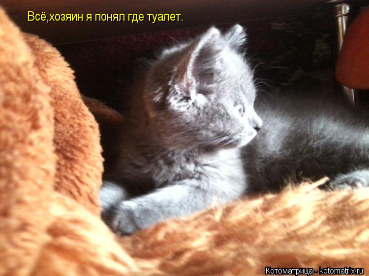 Уйпс... -Гав! Я тебя ДОСТАЛ, хозяин?... Котоматрица: Уйпс... -Гав! Я тебя ДОСТАЛ, хозяин?
