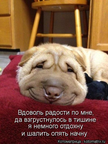 Вдоволь радости по мне, да взгрустнулось в тишине я немного отдохну и шалить опять начну... Котоматрица: Вдоволь радости по мне, да взгрустнулось в тишине я немного отдохну и шалить опять начну