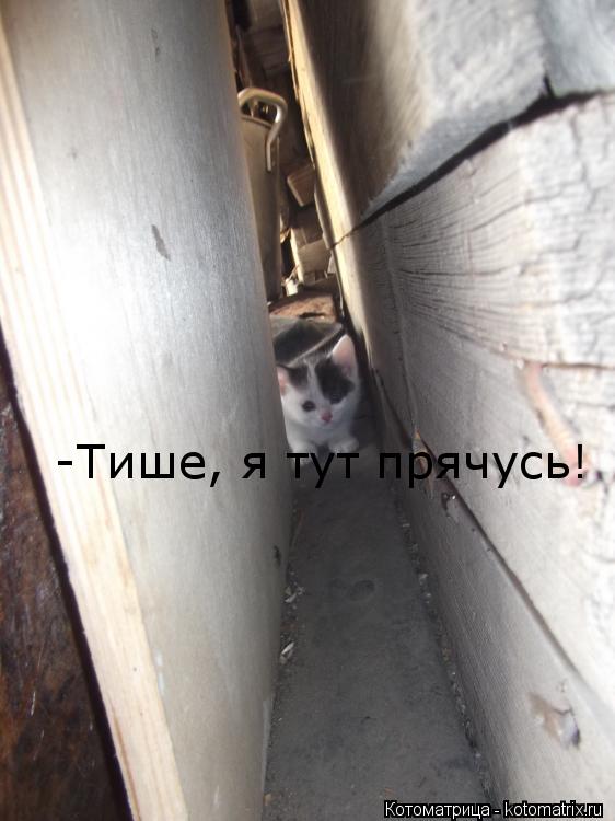 -Тише, я тут прячусь!... Котоматрица: -Тише, я тут прячусь!