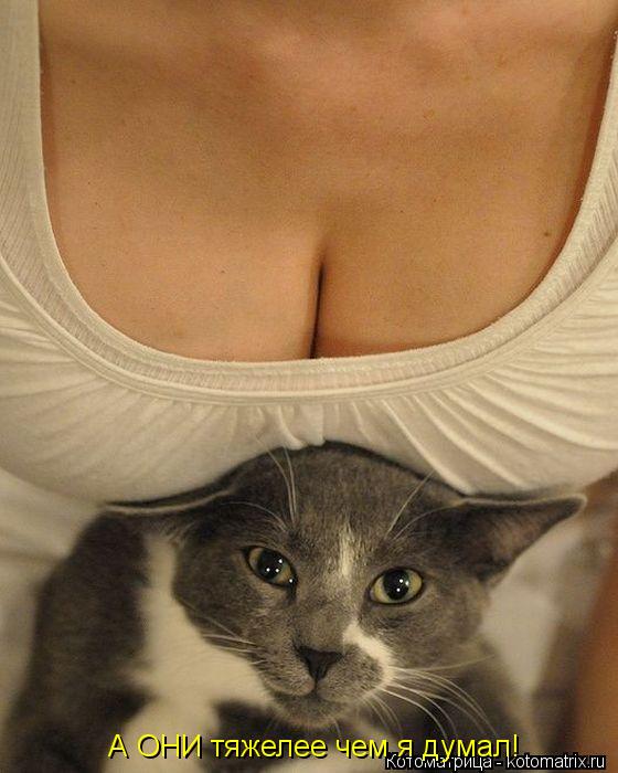 А ОНИ тяжелее чем я думал!... Котоматрица: А ОНИ тяжелее чем я думал!
