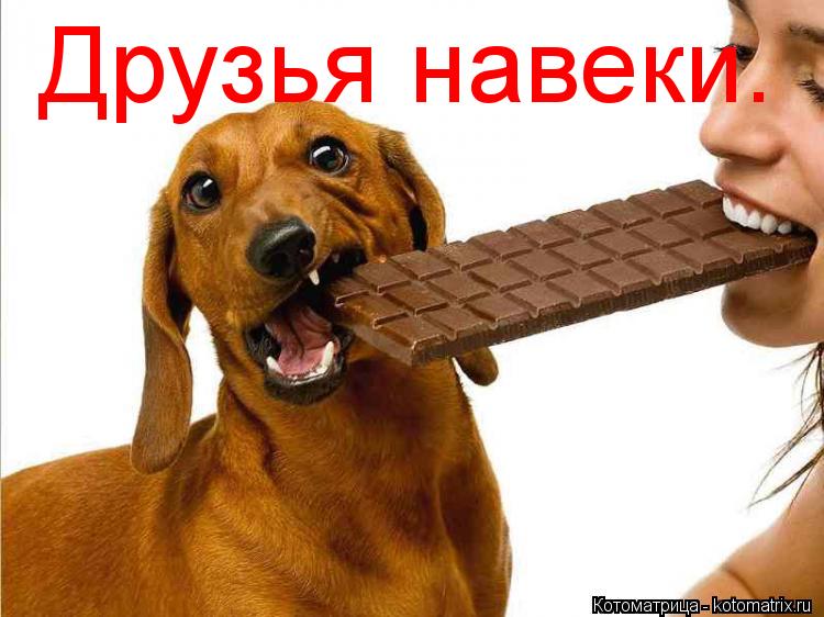 Друзья навеки.... Котоматрица: Друзья навеки.