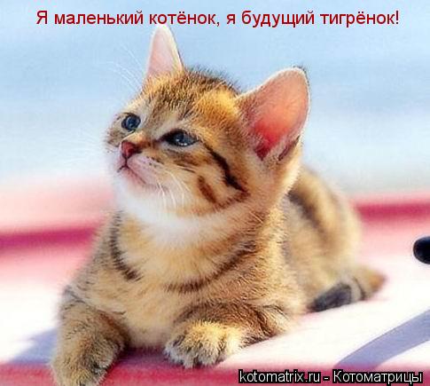 Я маленький котёнок, я будущий тигрёнок!... Котоматрица: Я маленький котёнок, я будущий тигрёнок!