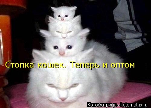 Котоматрица: Стопка кошек. Теперь и оптом