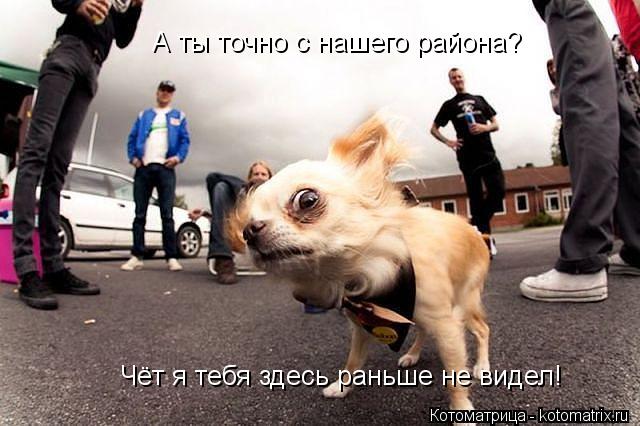 А ты точно с нашего района? Чёт я тебя здесь раньше не видел!... Котоматрица: А ты точно с нашего района? Чёт я тебя здесь раньше не видел!