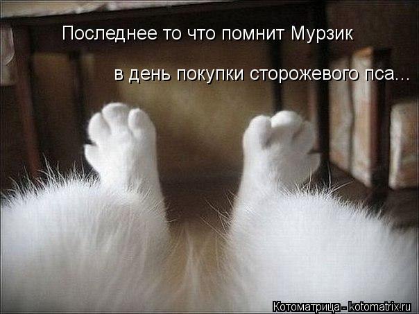 Последнее то что помнит Мурзик в день покупки сторожевого пса...... Котоматрица: Последнее то что помнит Мурзик в день покупки сторожевого пса...