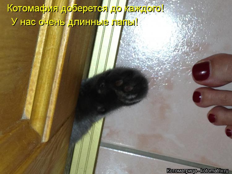 Котомафия доберется до каждого! У нас очень длинные лапы!... Котоматрица: Котомафия доберется до каждого! У нас очень длинные лапы!