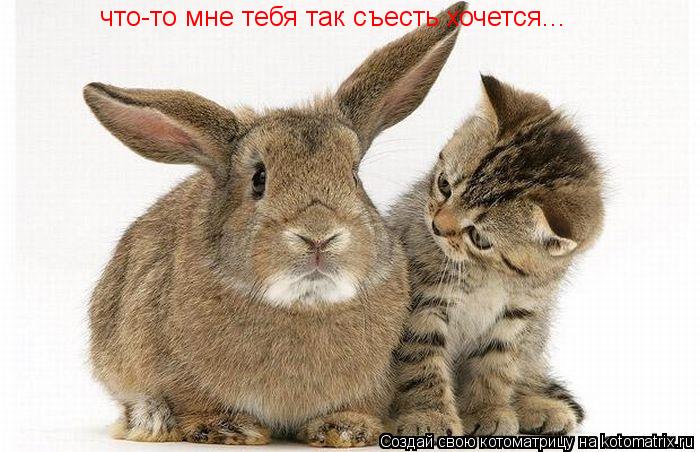 что-то мне тебя так съесть хочется...... Котоматрица: что-то мне тебя так съесть хочется...