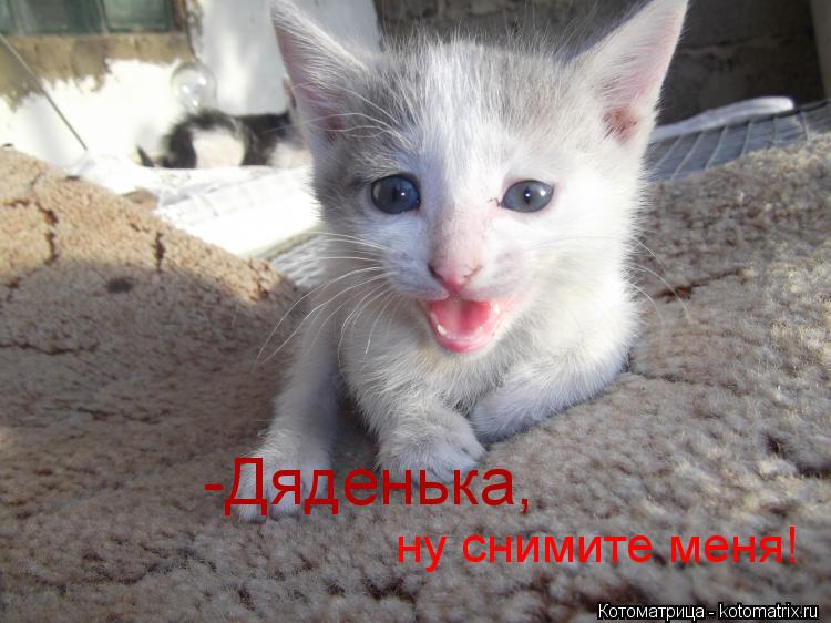 ну снимите меня! -Дяденька,... Котоматрица: ну снимите меня! -Дяденька,