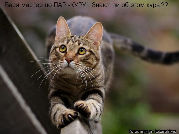 Котоматрица: Вася мастер по ПАР -КУРУ!! Знают ли об этом куры??