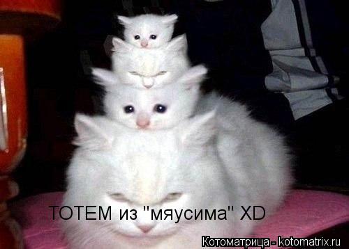 ТОТЕМ из "мяусима" XD... Котоматрица: ТОТЕМ из "мяусима" XD