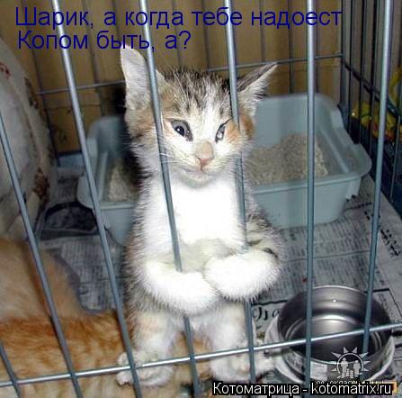 Шарик, а когда тебе надоест Копом быть, а?... Котоматрица: Шарик, а когда тебе надоест Копом быть, а?