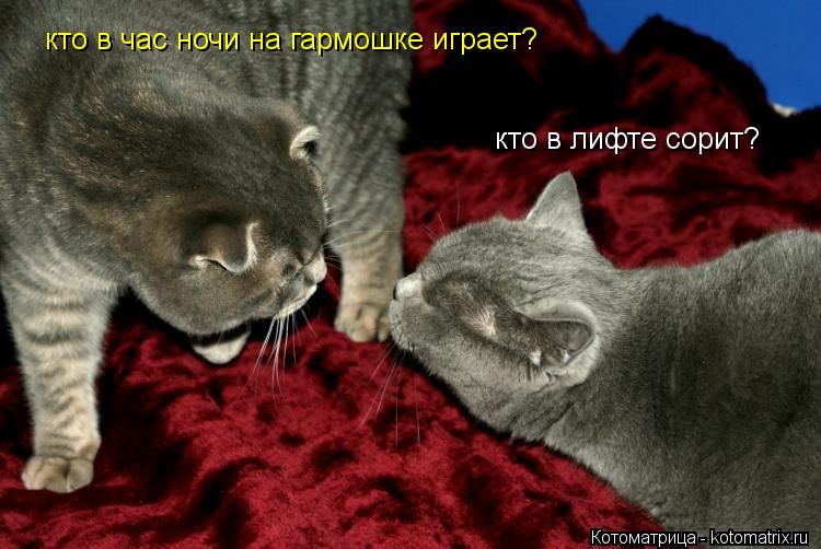 кто в лифте сорит? кто в час ночи на гармошке играет?... Котоматрица: кто в лифте сорит? кто в час ночи на гармошке играет?