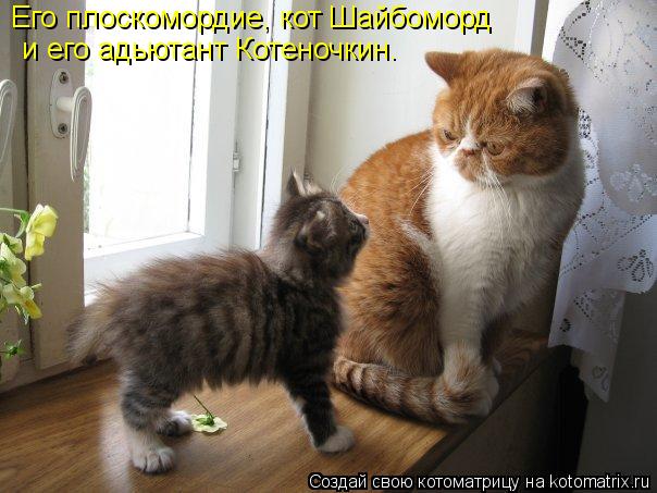 Его плоскомордие, кот Шайбоморд и его адьютант Котеночкин.... Котоматрица: Его плоскомордие, кот Шайбоморд и его адьютант Котеночкин.