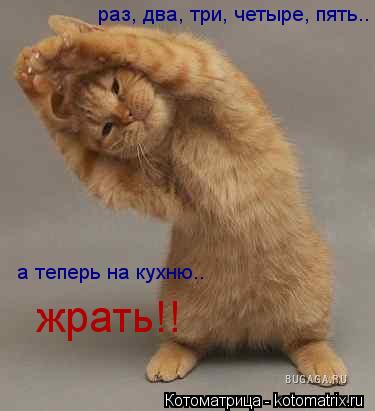 раз, два, три, четыре, пять.. а теперь на кухню.. жрать!!... Котоматрица: раз, два, три, четыре, пять.. а теперь на кухню.. жрать!!