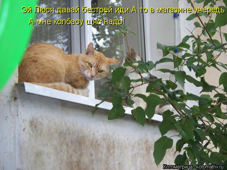 Эй Люся давай бестрей иди.А то в магазине учередь А мне колбасу щяс надо!... Котоматрица: Эй Люся давай бестрей иди.А то в магазине учередь А мне колбасу щяс надо!