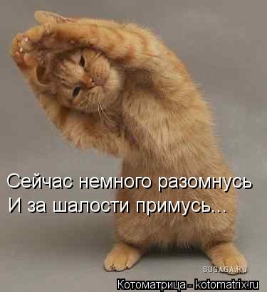 Сейчас немного разомнусь И за шалости примусь...... Котоматрица: Сейчас немного разомнусь И за шалости примусь...