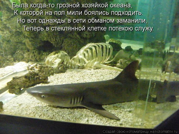 Котоматрица: Была когда-то грозной хозяйкой океана, К которой на пол мили боялись подходить. Но вот однажды в сети обманом заманили, Теперь в стеклянной 