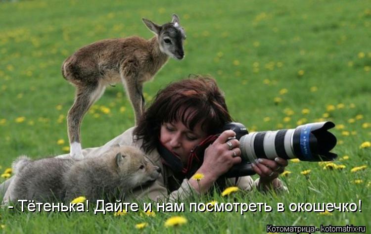 Котоматрица: - Тётенька! Дайте и нам посмотреть в окошечко!