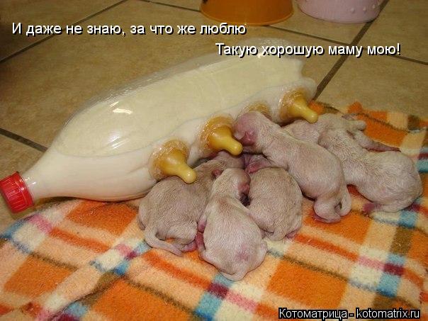 И даже не знаю, за что же люблю Такую хорошую маму мою!... Котоматрица: И даже не знаю, за что же люблю Такую хорошую маму мою!
