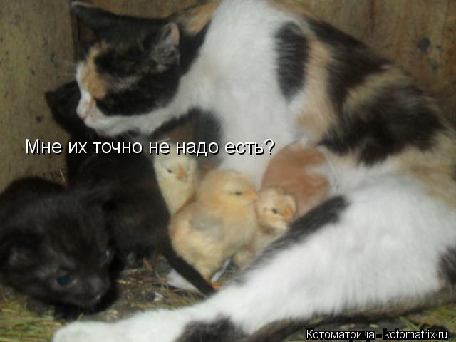 Котоматрица: Мне их точно не надо есть?