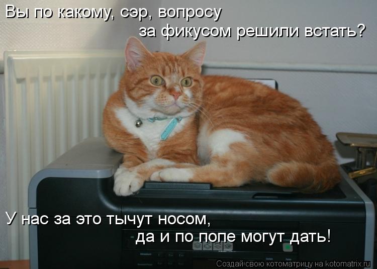Вы по какому, сэр, вопросу за фикусом решили встать? У нас за это тычут носом, да и по попе могут дат... Котоматрица: Вы по какому, сэр, вопросу за фикусом решили встать? У нас за это тычут носом, да и по попе могут дать!