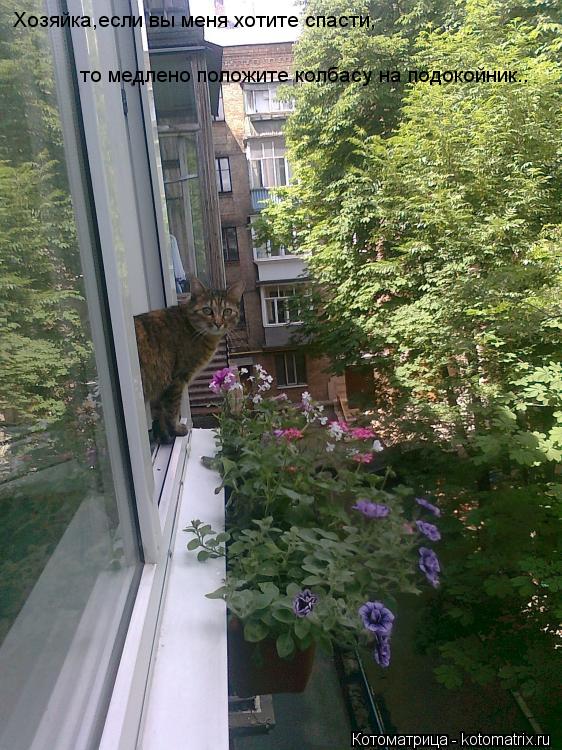 Котоматрица: Хозяйка,если вы меня хотите спасти, то медлено положите колбасу на подокойник..