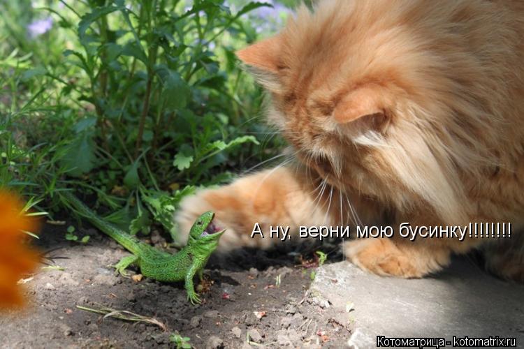 Котоматрица: А ну, верни мою бусинку!!!!!!!!
