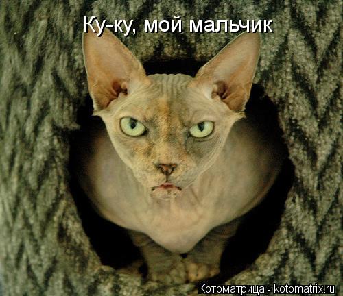 Котоматрица: Ку-ку, мой мальчик