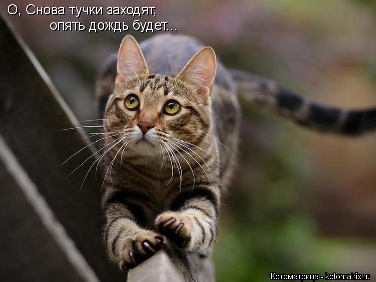 О, Снова тучки заходят, опять дождь будет...... Котоматрица: О, Снова тучки заходят, опять дождь будет...