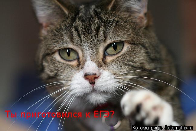 Котоматрица: Ты приготовился к ЕГЭ?
