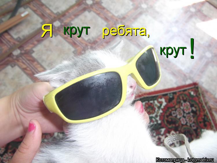 крут Я ребята, крут !... Котоматрица: крут Я ребята, крут !