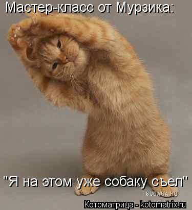Мастер-класс от Мурзика: "Я на этом уже собаку съел"... Котоматрица: Мастер-класс от Мурзика: "Я на этом уже собаку съел"