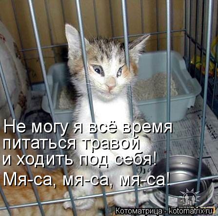 Не могу я всё время питаться травой и ходить под себя! Мя-са, мя-са, мя-са!... Котоматрица: Не могу я всё время питаться травой и ходить под себя! Мя-са, мя-са, мя-са!