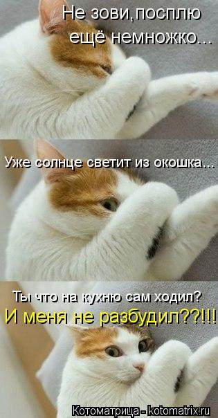 Не зови,посплю ещё немножко... Уже солнце светит из окошка... Ты что на кухню сам ходил? И меня не р... Котоматрица: Не зови,посплю ещё немножко... Уже солнце светит из окошка... Ты что на кухню сам ходил? И меня не разбудил??!!!