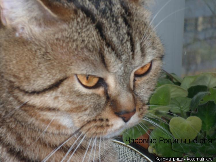Часовые Родины не спят... Котоматрица: Часовые Родины не спят