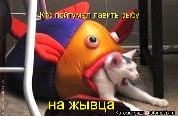 Кто прйтумал лавить рыбу на жывца... Котоматрица: Кто прйтумал лавить рыбу на жывца