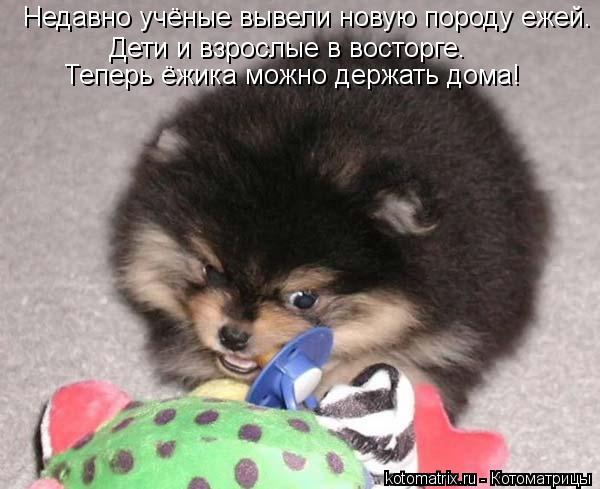 Недавно учёные вывели новую породу ежей. Дети и взрослые в восторге. Теперь ёжика можно держать дома!... Котоматрица: Недавно учёные вывели новую породу ежей. Дети и взрослые в восторге. Теперь ёжика можно держать дома!