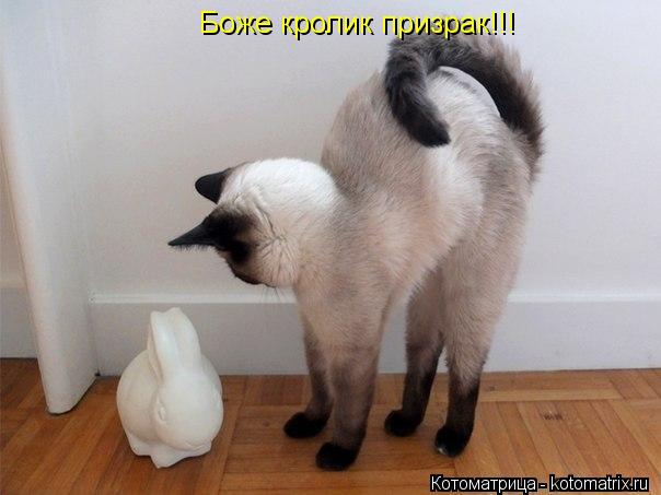 Боже кролик призрак!!!... Котоматрица: Боже кролик призрак!!!