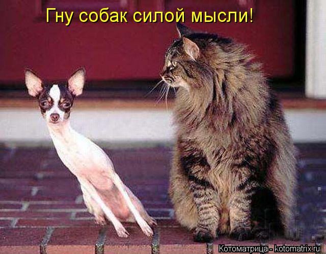 Гну собак силой мысли!... Котоматрица: Гну собак силой мысли!