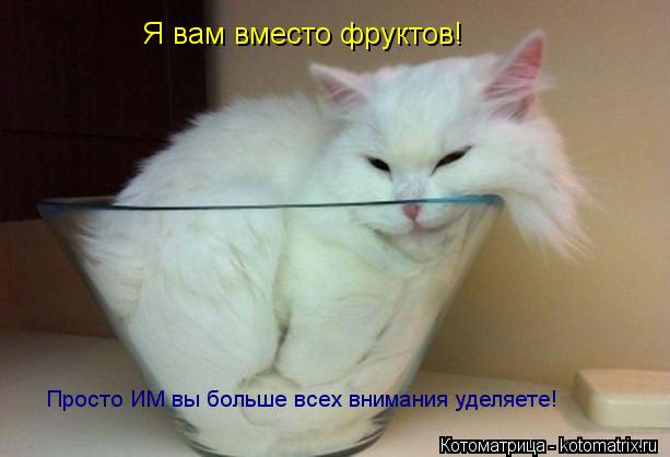 Я вам вместо фруктов! Просто ИМ вы больше всех внимания уделяете!... Котоматрица: Я вам вместо фруктов! Просто ИМ вы больше всех внимания уделяете!