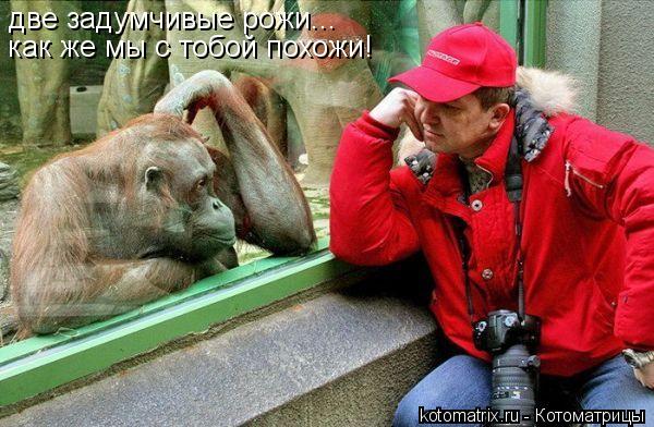 Котоматрица: две задумчивые рожи... как же мы с тобой похожи!