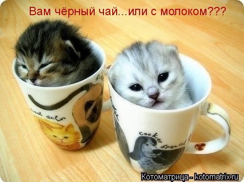 Вам чёрный чай...или с молоком???... Котоматрица: Вам чёрный чай...или с молоком???