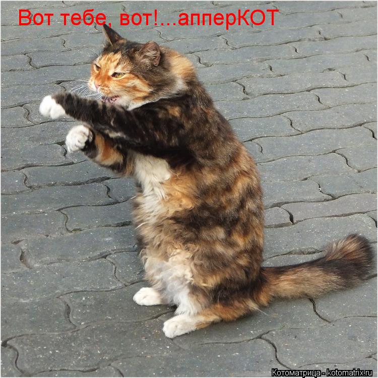 Вот тебе, вот!...апперКОТ... Котоматрица: Вот тебе, вот!...апперКОТ